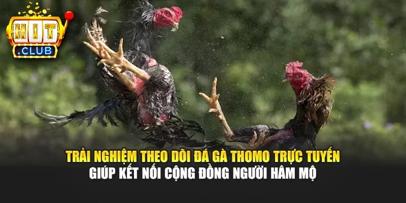 Trải nghiệm theo dõi đá gà Thomo trực tuyến giúp kết nối cộng đồng người hâm mộ